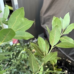 ローリエ　月桂樹の画像