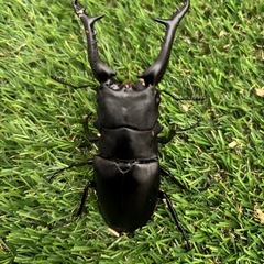 大型ギラファノコギリクワガタ成虫♂♂♀
の画像