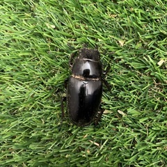 大型ギラファノコギリクワガタ成虫♂♂♀
の画像