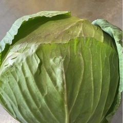 福井県産キャベツ　
の画像