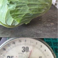 福井県産キャベツ　
の画像