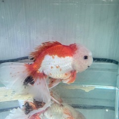 オランダ獅子頭　ローズテールの画像