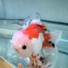 オランダ獅子頭　ローズテールの画像