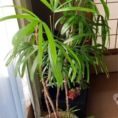 棕櫚竹  三鉢の画像
