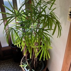 棕櫚竹  三鉢の画像