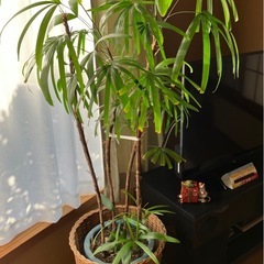 棕櫚竹  三鉢の画像