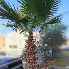 ヤシの木　ワシントンヤシ？の画像