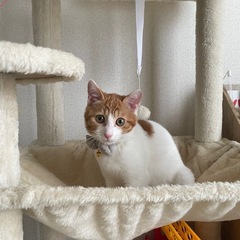 10ヶ月の茶白くん