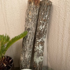 【決まりました】しいたけ、観葉植物、植木の画像