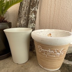 【決まりました】しいたけ、観葉植物、植木の画像