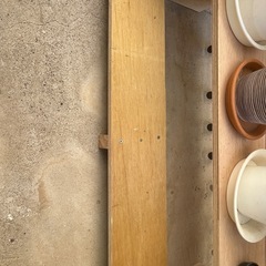 【決まりました】しいたけ、観葉植物、植木の画像