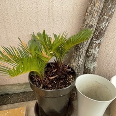 【決まりました】しいたけ、観葉植物、植木の画像