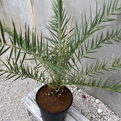 ナツメヤシ（実生4年モノ）007の画像