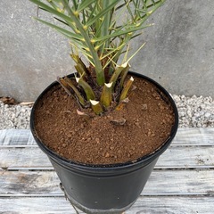 ナツメヤシ（実生4年モノ）007の画像