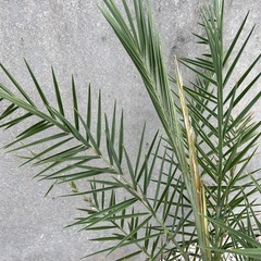 ナツメヤシ（実生4年モノ）007の画像