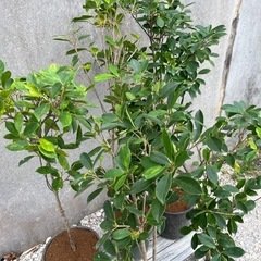 ガジュマル5点盛り004の画像