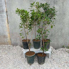 ガジュマル5点盛り004の画像