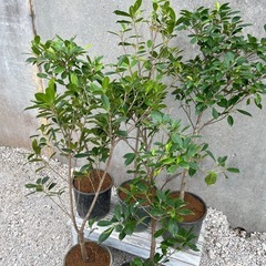 ガジュマル5点盛り004の画像