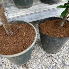 ガジュマル5点盛り004の画像