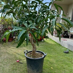 マンゴー🥭の画像