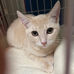 ♦️空猫✈️子猫シリーズ❣️アビシニアンmixクリームタビ…