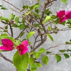 ブーゲンビリア（花色:ピンク）005の画像