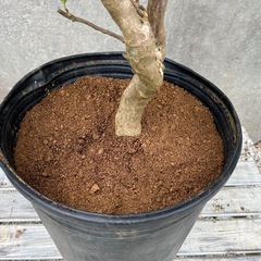 ブーゲンビリア（花色:ピンク）005の画像