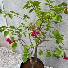 ブーゲンビリア（花色:ピンク）005の画像