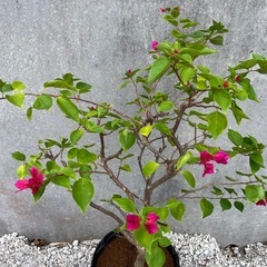 ブーゲンビリア（花色:ピンク）005の画像