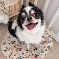 至急　チワワ　里親募集