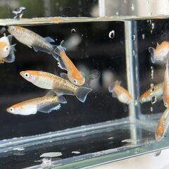 【メダカ】レッドクリフ紅白（10匹)の画像