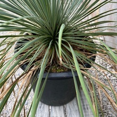 ユッカロストラータ（剪定せずモコモコの状態）006の画像