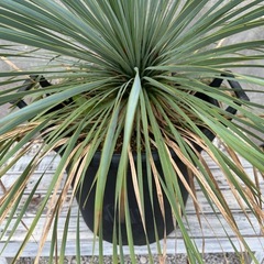 ユッカロストラータ（剪定せずモコモコの状態）006の画像