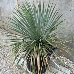 ユッカロストラータ（剪定せずモコモコの状態）006の画像