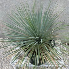 ユッカロストラータ（剪定せずモコモコの状態）006の画像