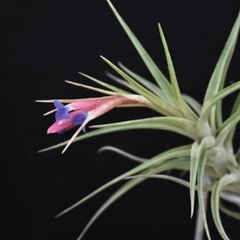 決定　エアープランツ      チランジア  アエラントス 着生植物の画像
