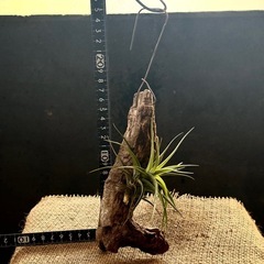 決定　エアープランツ      チランジア  アエラントス 着生植物の画像