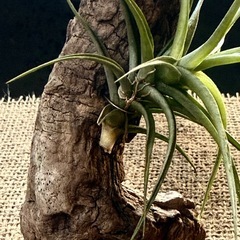 決定　エアープランツ      チランジア  アエラントス 着生植物の画像