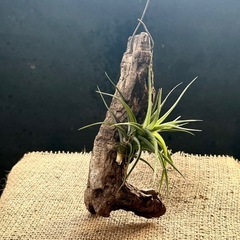 決定　エアープランツ      チランジア  アエラントス 着生植物の画像