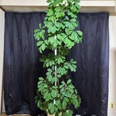 🪴ホンコンカポック🪴値下げ交渉も承ります！の画像