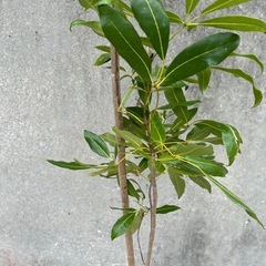 ピンクテコマ(モモイロノウゼン)008の画像