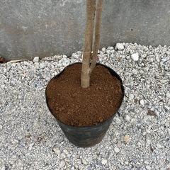 ピンクテコマ(モモイロノウゼン)008の画像