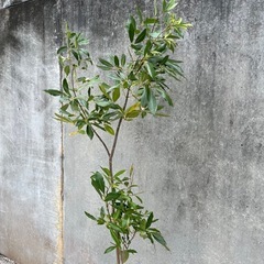 ピンクテコマ(モモイロノウゼン)008の画像