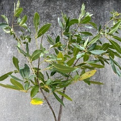 ピンクテコマ(モモイロノウゼン)008の画像