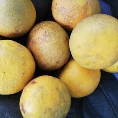 マツぼっくり差し上げますの画像