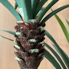 ★フェイクグリーン　人工観葉植物の画像