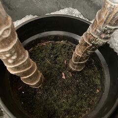 ★フェイクグリーン　人工観葉植物の画像