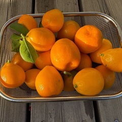 【再掲】金柑の画像