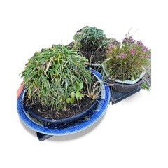 ３セット🪴可愛いですよ😍家🏠のインテリアにいかがですか。✨の画像