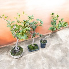 祖父👴の盆栽🪴　つばき３セット💫かわいい🥰の画像